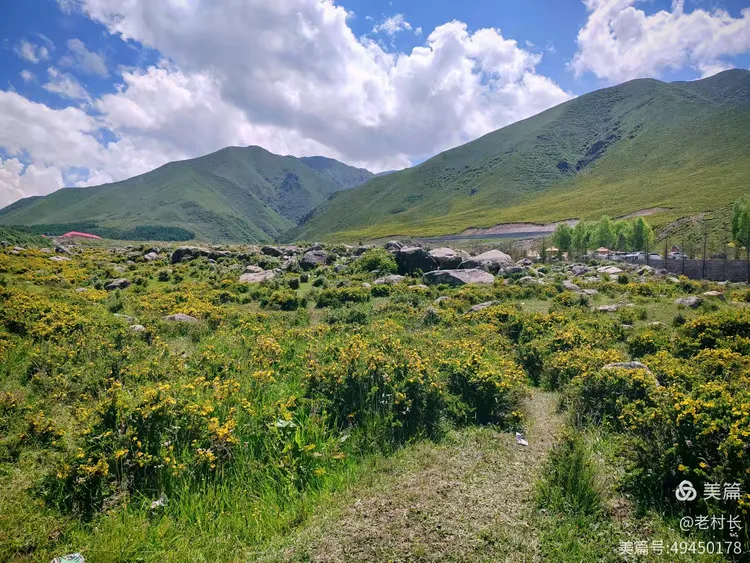 积石山黄草坪风景如画
